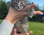 Кошки в Санкт-Петербурге: Котенок Вафля Девочка, Бесплатно - фото 8