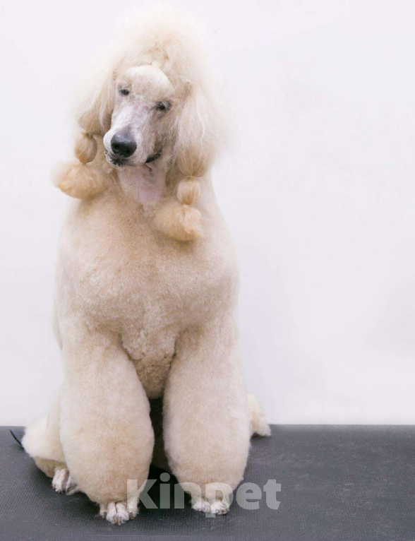 Собаки в Москве: Щенки королевского пуделя Девочка, 65 000 руб. - фото 10