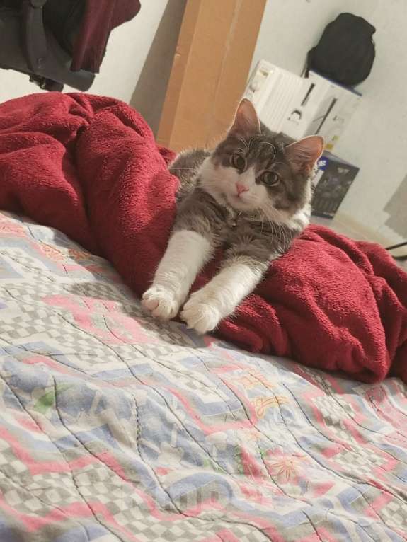 Кошки в Ростове-на-Дону: Продаю кота Мальчик, 5 000 руб. - фото 2