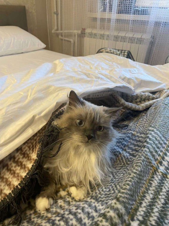 Кошки в Омске: Отдадим в добрые руки в связи с переездом Девочка, Бесплатно - фото 5