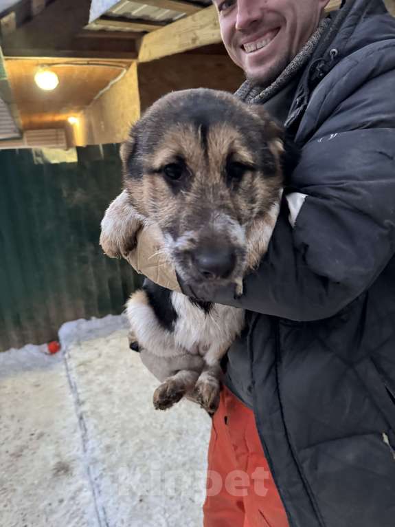 Собаки в Москве: Скромная Ефима ищет дом Девочка, Бесплатно - фото 2