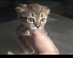 Кошки в Лобне: Котёнок Девочка, 5 500 руб. - фото 3