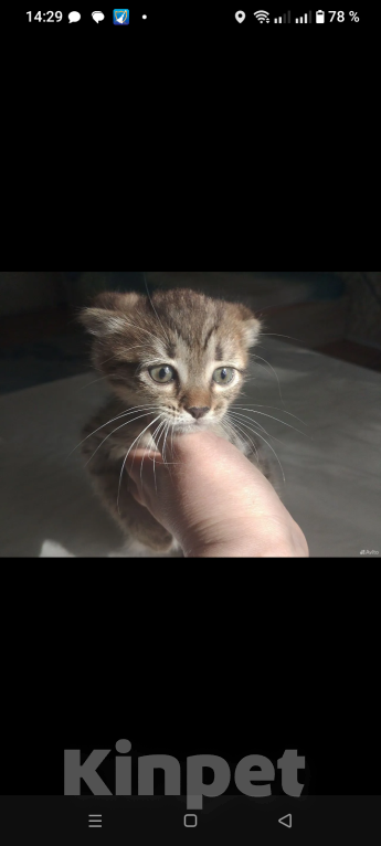 Кошки в Лобне: Котёнок Девочка, 5 500 руб. - фото 3