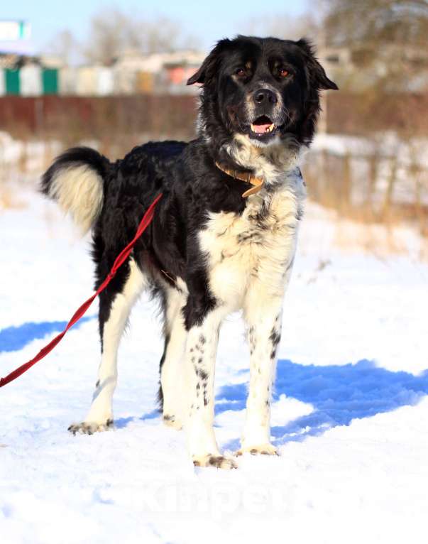 Собаки в Видном: Арья, 4 года Девочка, 1 руб. - фото 2
