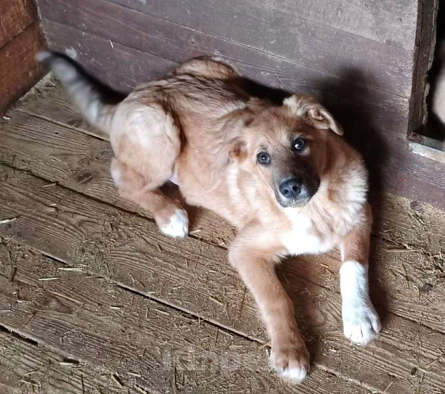 Собаки в Москве: Ласковому щенульке Оскару очень нужны дом и семья Мальчик, Бесплатно - фото 3