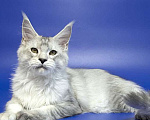 Кошки в Москве: Мейн кун котенок Мальчик, Бесплатно - фото 3