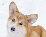Собаки в Новосибирске: Щенок вельш корги пемброк Мальчик, Бесплатно - фото 3