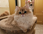 Кошки в Санкт-Петербурге: Золотые котики Мальчик, 15 000 руб. - фото 4