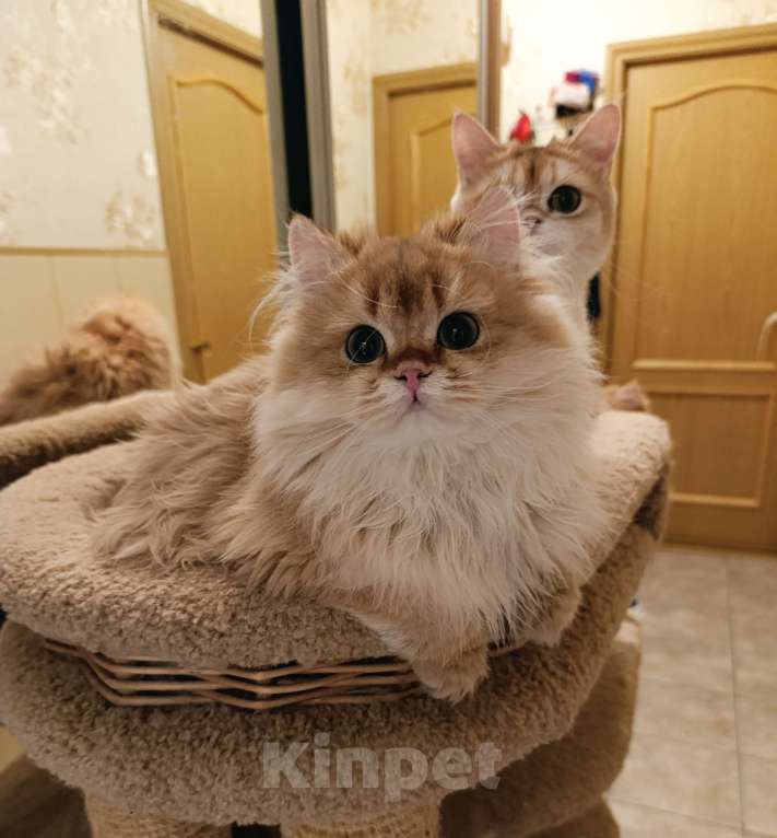 Кошки в Санкт-Петербурге: Золотые котики Мальчик, 15 000 руб. - фото 4