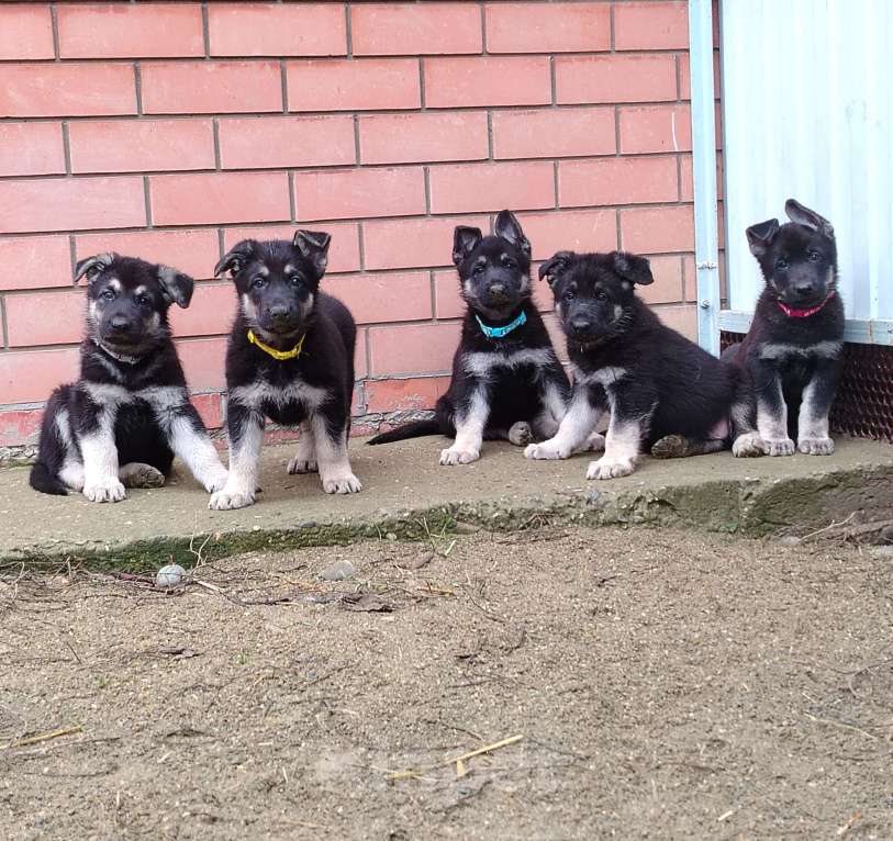 Собаки в других городах Краснодарского края: Щенок Восточноевропейской овчарки Девочка, 60 000 руб. - фото 7
