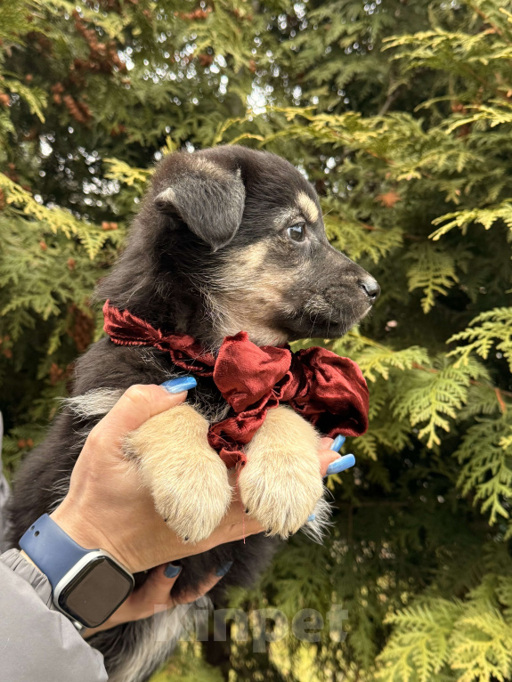 Собаки в Москве: Красивые щенки 2 мес в дар! Дайте шанс стать домашними! Девочка, Бесплатно - фото 6