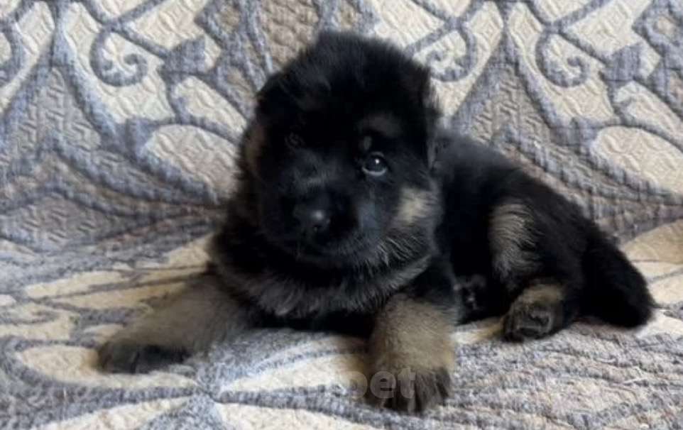 Собаки в Уфе: Щенки немецкой овчарки с родословной Разнополые, Бесплатно - фото 2