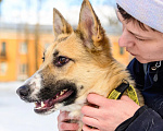 Собаки в Москве: Дина Девочка, Бесплатно - фото 2