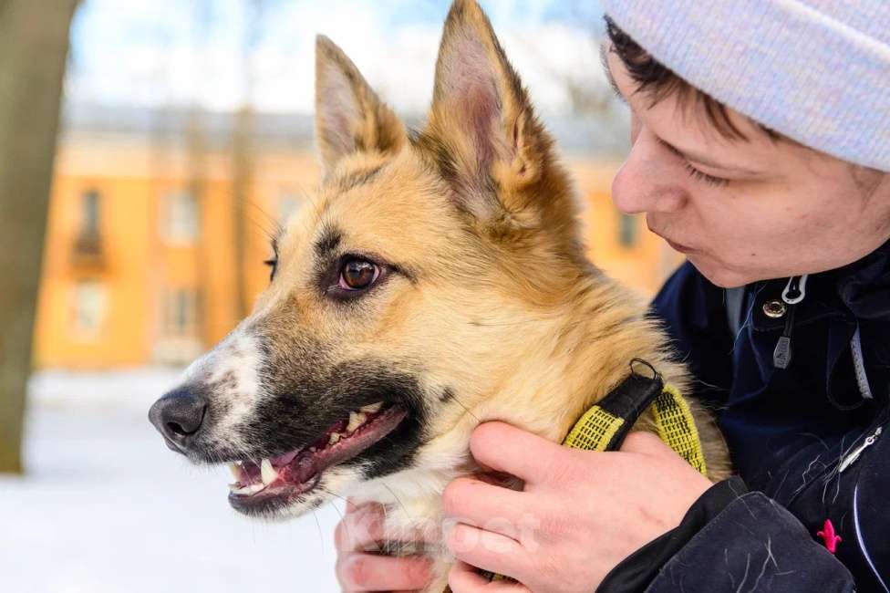 Собаки в Москве: Дина Девочка, Бесплатно - фото 2