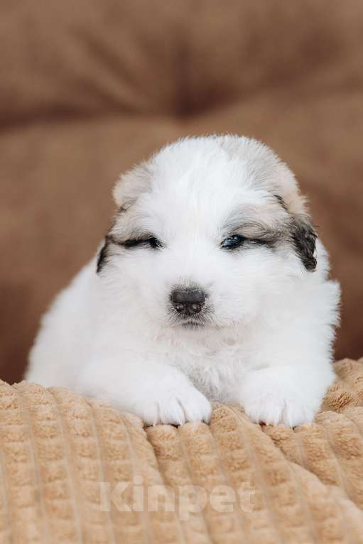 Собаки в Тюмени: Щенки. Пиренейская Горная Собака Разнополые, Бесплатно - фото 5