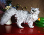 Кошки в Москве: Кошки -Барашки Мальчик, 50 000 руб. - фото 6