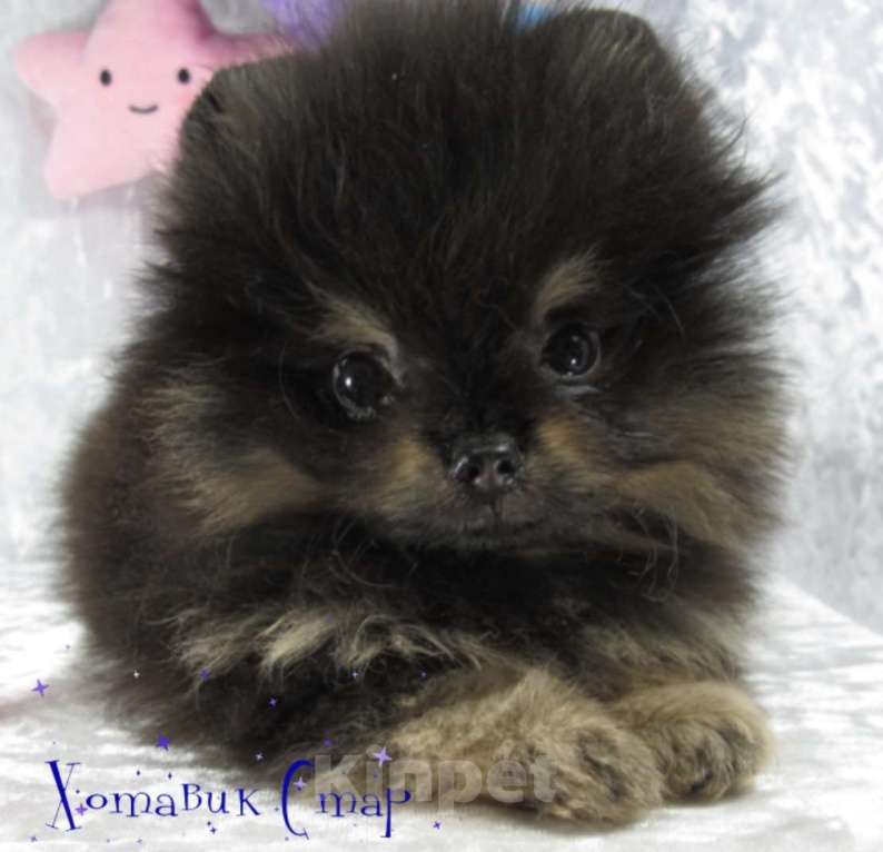 Собаки в Москве: Померанский шпиц Мальчик, 65 руб. - фото 2