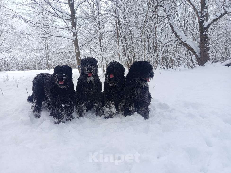 Собаки в Апшеронске: Русский Черный  Терьер щенки  Мальчик, 60 000 руб. - фото 9