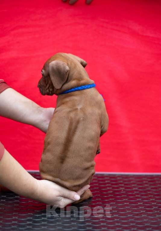Собаки в Москве: Щенки родезийского риджбека Мальчик, Бесплатно - фото 4