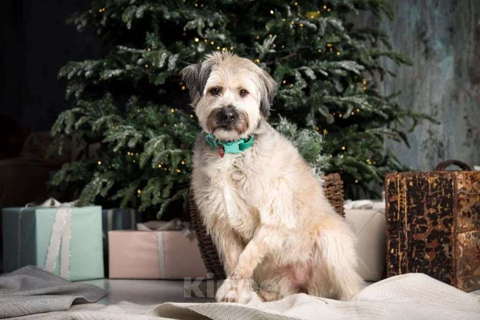 Собаки в Москве: Смешная Халвуша очень ждет семью  Девочка, Бесплатно - фото 2