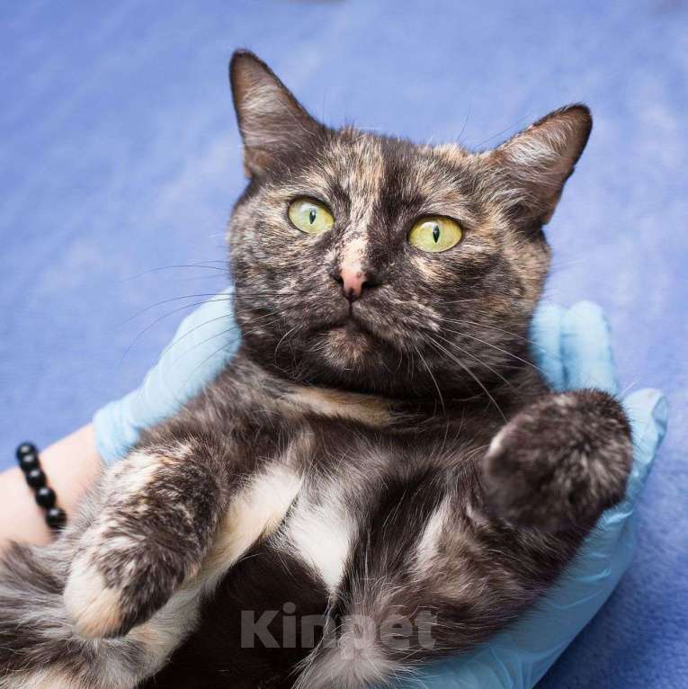 Кошки в Москве: Самая ласковая и контактная кошечка ищет любящую семью Девочка, Бесплатно - фото 3