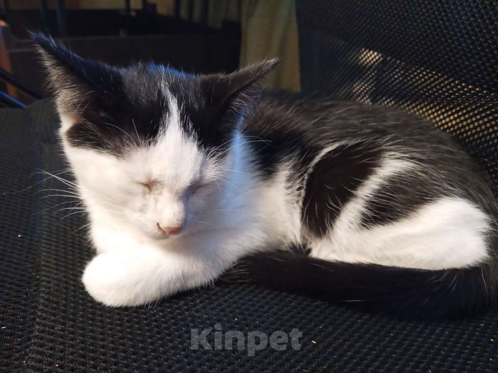 Кошки в других городах Воронежской области: Отдадим в хорошие руки  Мальчик, Бесплатно - фото 3