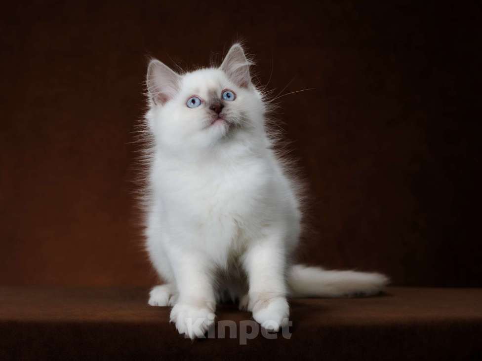 Кошки в Кировске (Мурманская область): Котенок  Мальчик, 25 000 руб. - фото 4