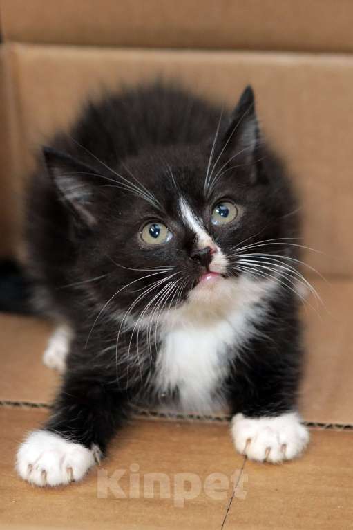 Кошки в Санкт-Петербурге: Мальчик в ответственные руки Мальчик, Бесплатно - фото 1