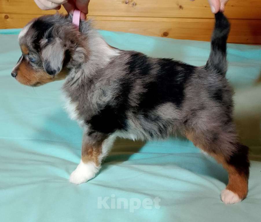 Собаки в других городах Ленинградской области: Щенок миниатюрной американской овчарки Мальчик, Бесплатно - фото 2