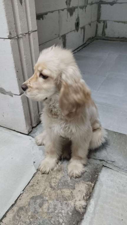 Собаки в Бердске: Продам Мальчик, 12 000 руб. - фото 1