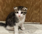 Кошки в Раменском: Активный малыш ищет семью Мальчик, Бесплатно - фото 2