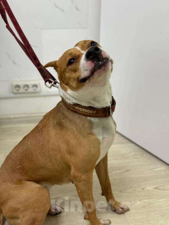 Собаки в Москве: Ищет семью собака Хельга. В добрые руки. Девочка, Бесплатно - фото 5