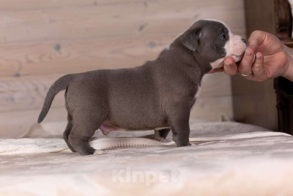 Собаки в Королеве: Американский булли стандарт Мальчик, 200 000 руб. - фото 6