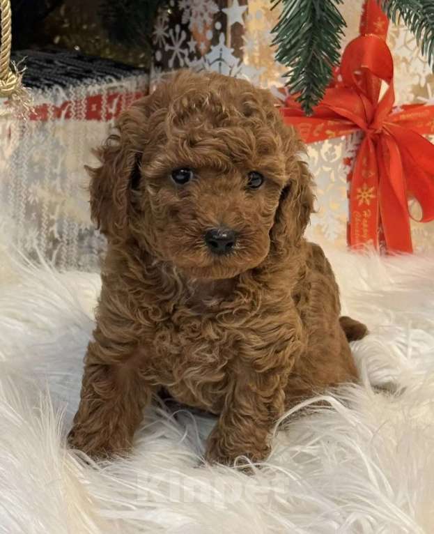 Собаки в Москве: Щенки той-пуделя Девочка, Бесплатно - фото 3