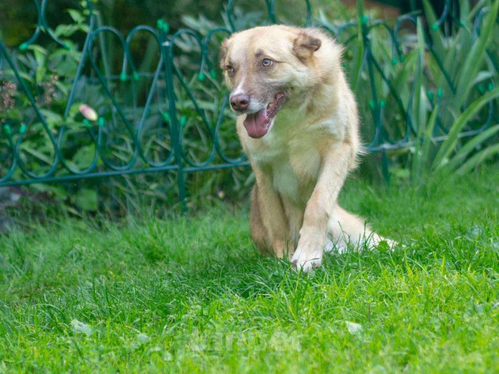 Собаки в Москве: Небольшая особенная собачка в поисках дома и семьи! Девочка, Бесплатно - фото 9