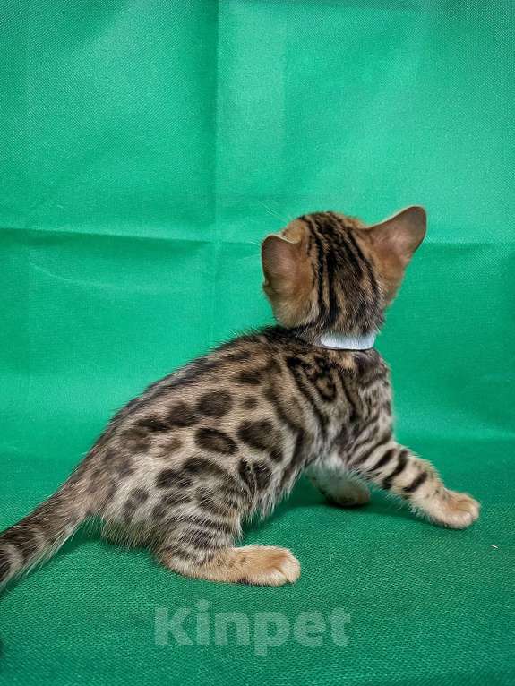 Кошки в Омске: Белая  Девочка, 13 000 руб. - фото 2