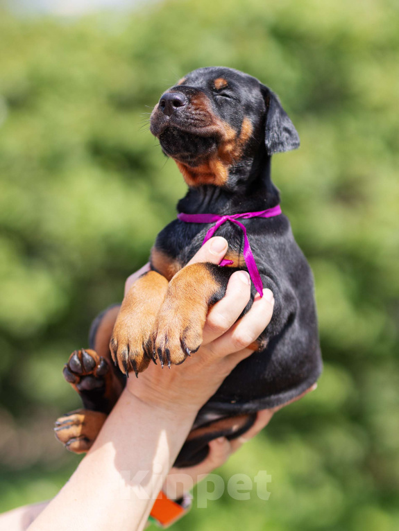 Собаки в Клине: Кобель, др 16.05.25 Мальчик, 75 000 руб. - фото 5