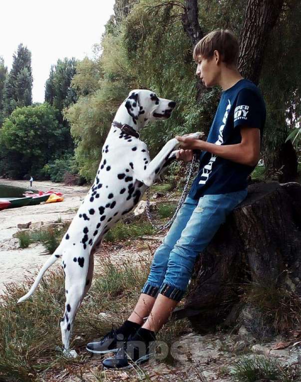 Собаки в Москве: Щенки породы далматин РКФ, 15 500 руб. - фото 1
