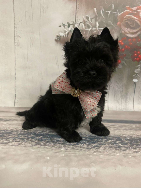 Собаки в Москве: Щенок черного йорка Мальчик, 66 000 руб. - фото 4