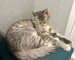 Кошки в Котельнике: Найдена, подобрана кошка!  Девочка, Бесплатно - фото 3