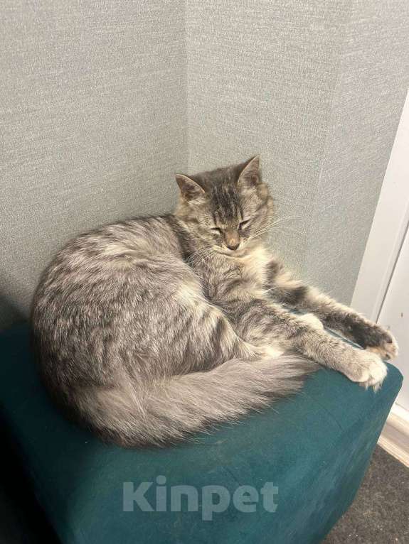 Кошки в Котельнике: Найдена, подобрана кошка!  Девочка, Бесплатно - фото 3