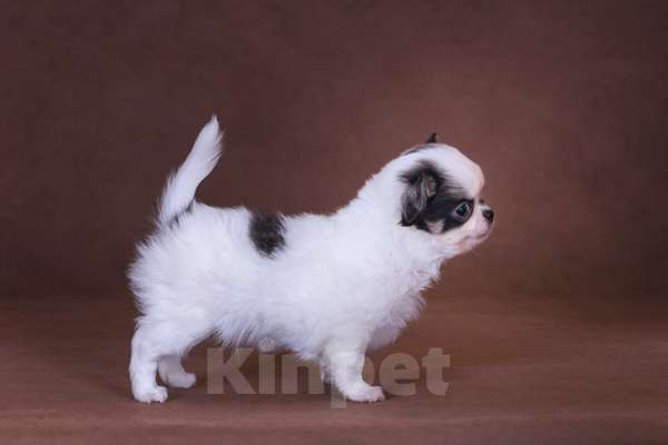 Собаки в Люберцах: Чихуахуа щенок Мальчик, 40 000 руб. - фото 2