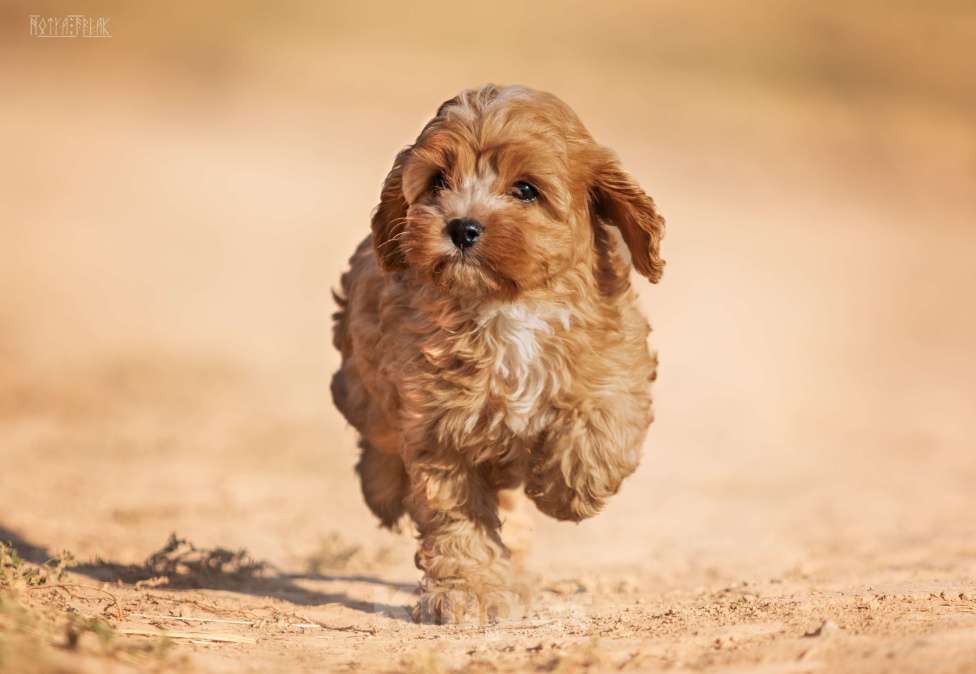 Собаки в Москве: Щенок КАВАПУ  от заводчика Девочка, Бесплатно - фото 2