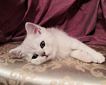 Кошки в Москве: Котята Британской серебристой Шиншиллы Мальчик, Бесплатно - фото 3