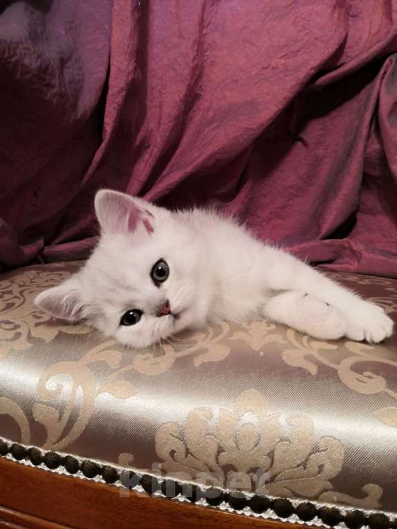 Кошки в Москве: Котята Британской серебристой Шиншиллы Мальчик, Бесплатно - фото 3