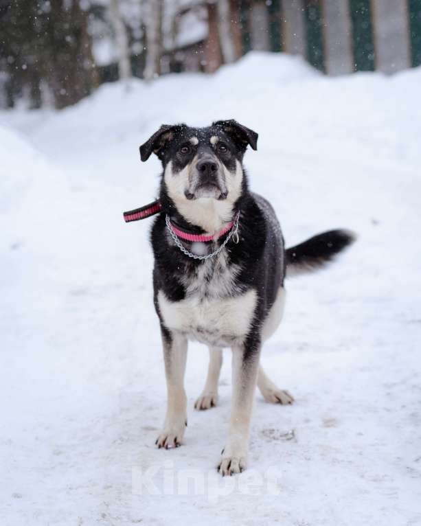 Собаки в Москве: Домашняя собака -компаньон Девочка, Бесплатно - фото 3