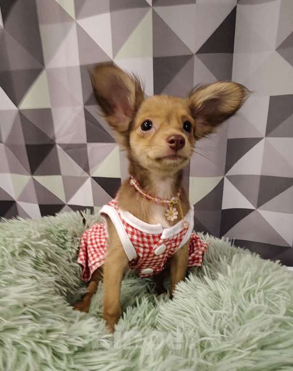 Собаки в Тюмени: Девочка тоечка😘 Девочка, 55 000 руб. - фото 6