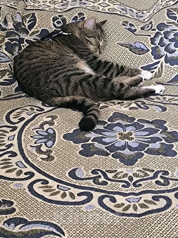 Кошки в Евпатории: Потерялся кот Тигрик Мальчик, 5 000 руб. - фото 3