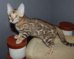 Кошки в Москве: Бенгальская кошечка Девочка, 45 000 руб. - фото 3