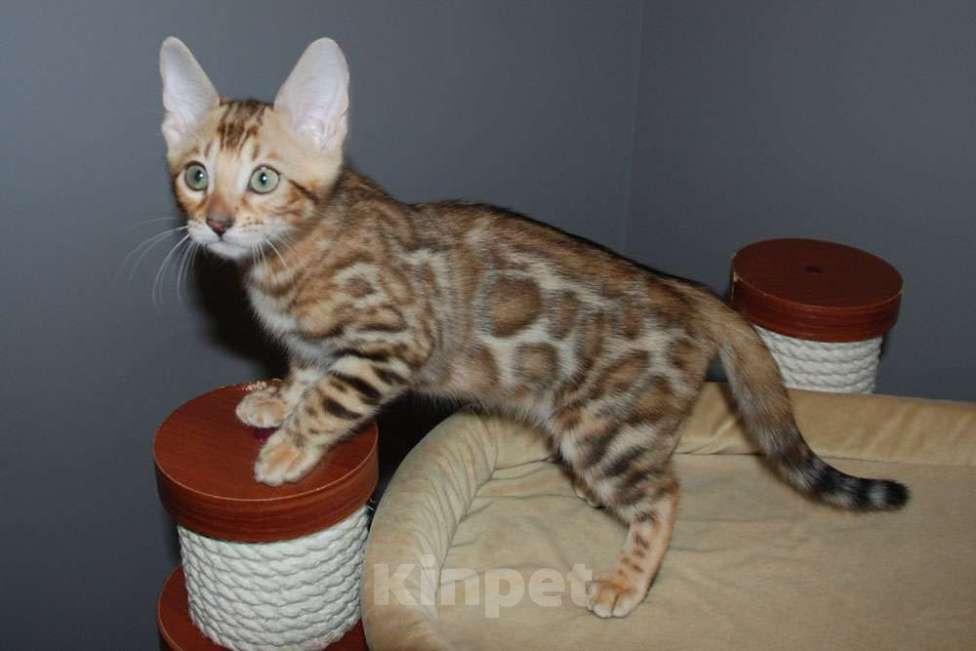 Кошки в Москве: Бенгальская кошечка Девочка, 45 000 руб. - фото 3